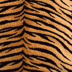 AW TIGER 1